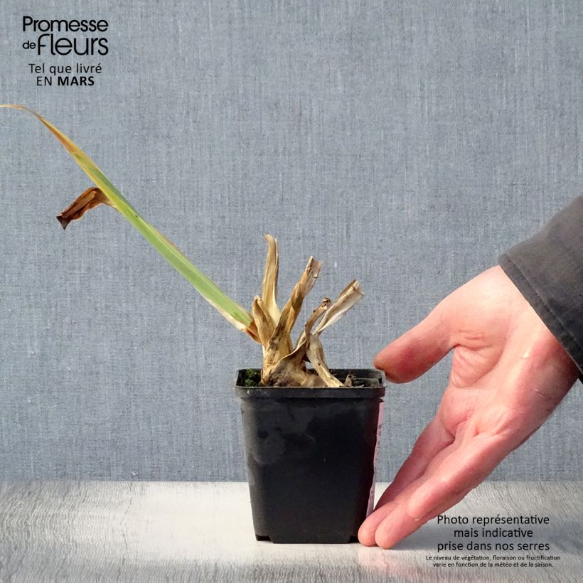 Iris germanica Plaisantin - Giaggiolo paonazzo Vasetto da 8/9 cm esemplare consegnato in primavera