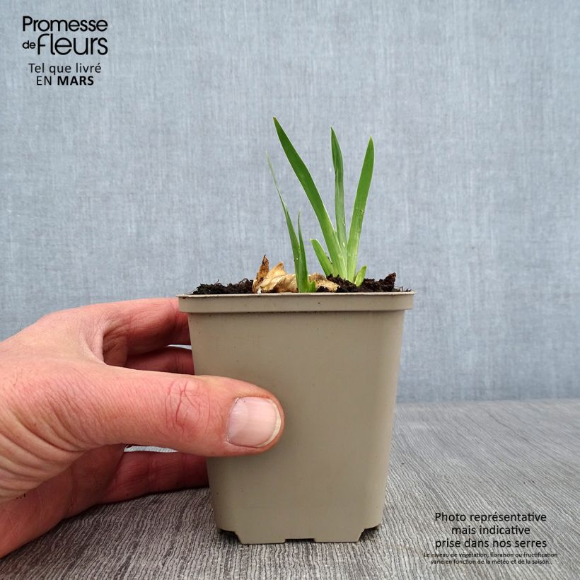 Iris germanica Plaisantin - Giaggiolo paonazzo Vasetto da 8/9 cm esemplare consegnato in inverno