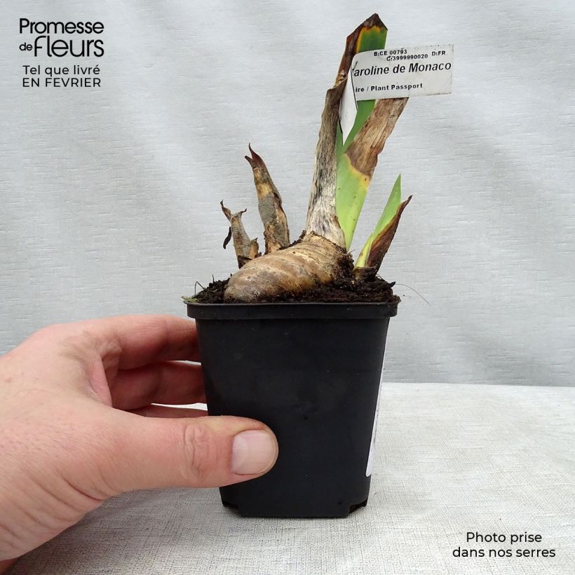 Iris germanica Princesse Caroline de Monaco - Giaggiolo paonazzo Vasetto da 8/9 cm esemplare consegnato in inverno