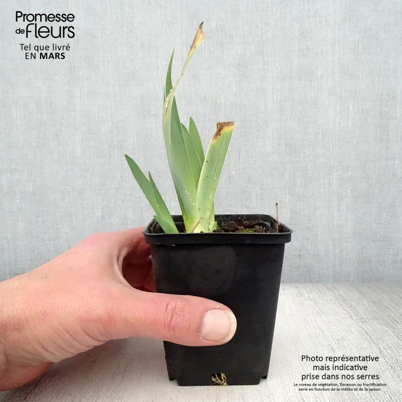 Iris germanica Raspberry Silk - Giaggiolo paonazzo Vasetto da 8/9 cm esemplare consegnato in primavera