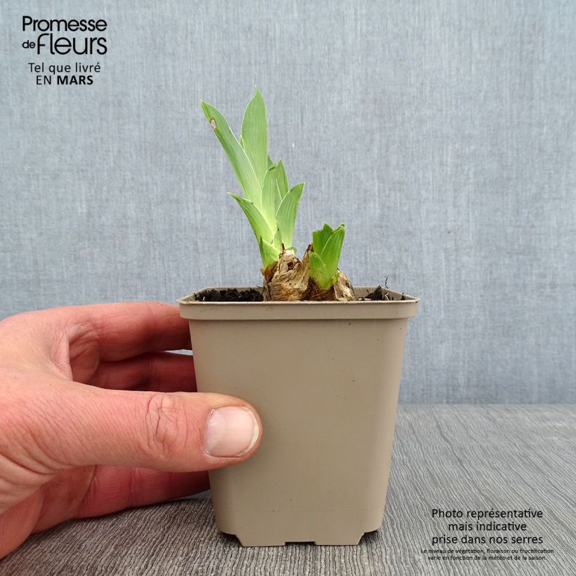 Iris germanica Red Orchid - Giaggiolo paonazzo Vasetto da 8/9 cm esemplare consegnato in inverno