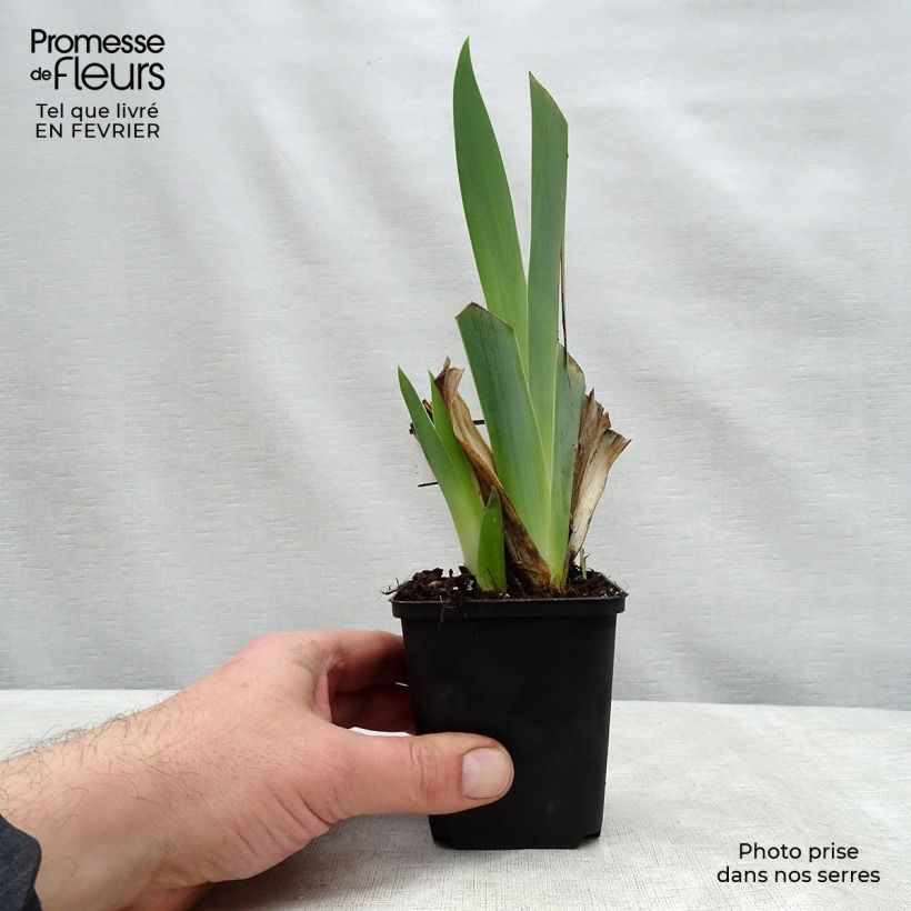 Iris germanica Ringo - Giaggiolo paonazzo Vasetto da 8/9 cm esemplare consegnato in inverno