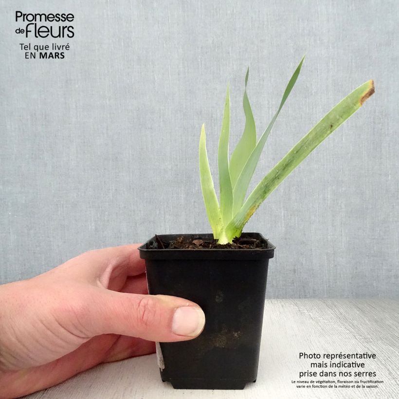 Iris germanica Robe du soir - Giaggiolo paonazzo Vasetto da 8/9 cm esemplare consegnato in primavera