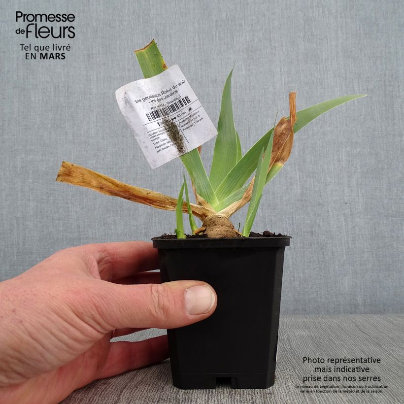 Iris germanica Robe du soir - Giaggiolo paonazzo Vasetto da 8/9 cm esemplare consegnato in inverno