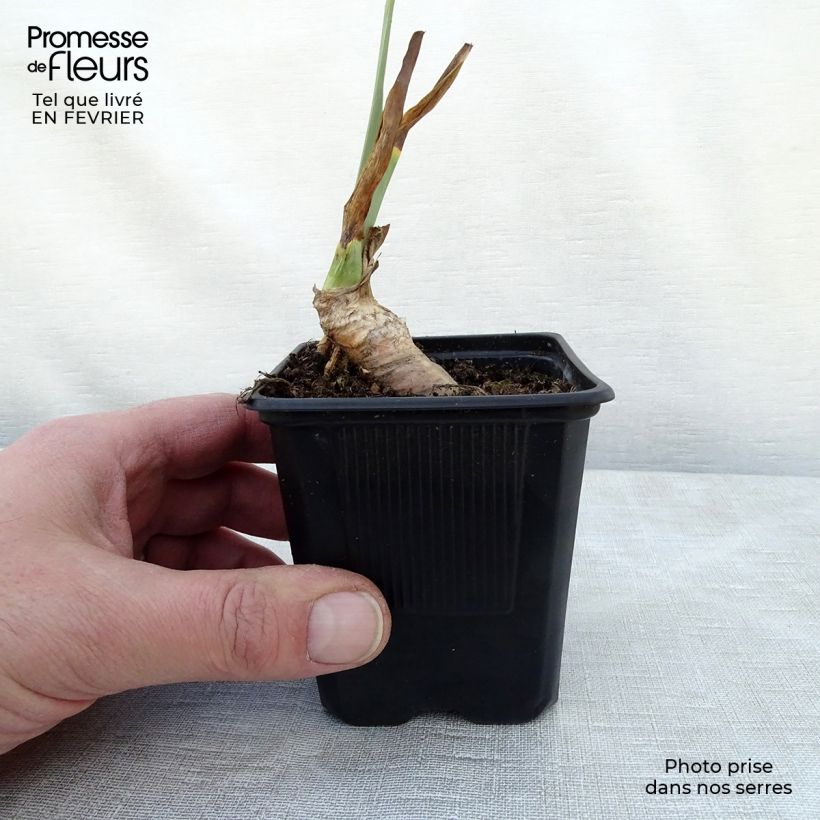 Iris germanica Rosalie Figge - Giaggiolo paonazzo Vasetto da 8/9 cm esemplare consegnato in inverno