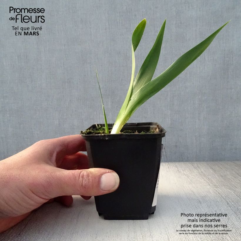 Iris germanica Rouge de Plaisir - Giaggiolo paonazzo Rizoma, misura 10/15, qualità extra esemplare consegnato in primavera