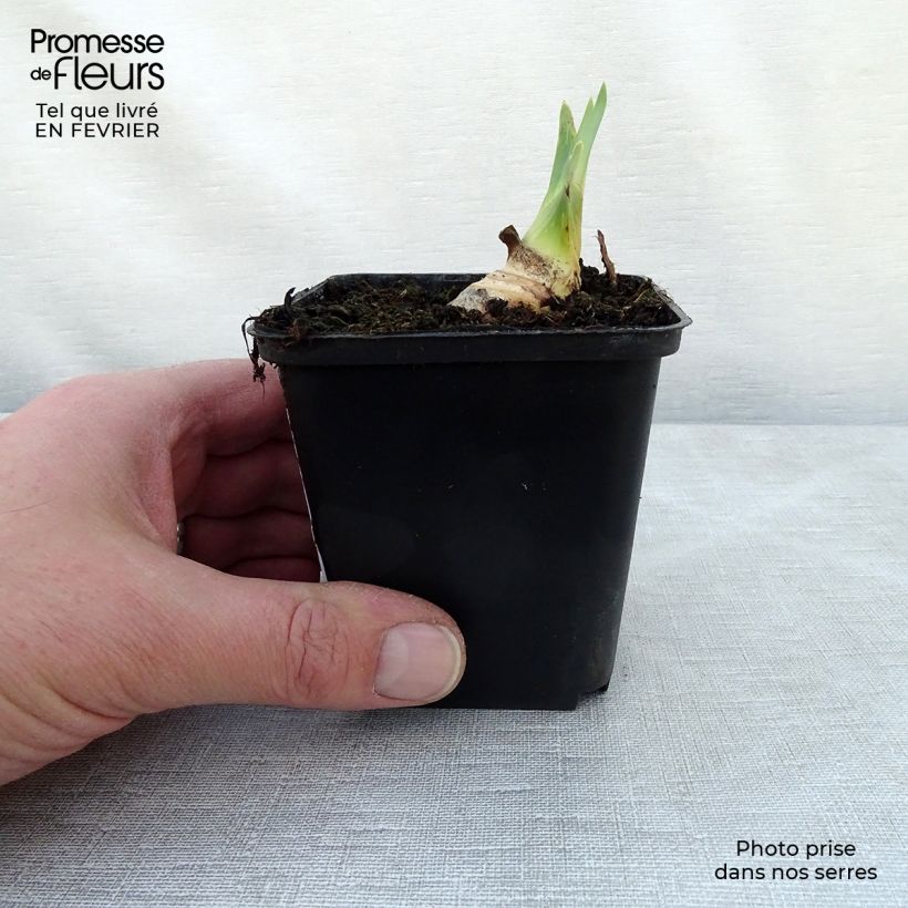 Iris germanica Ruffled Goddess - Giaggiolo paonazzo Vasetto da 8/9 cm esemplare consegnato in inverno