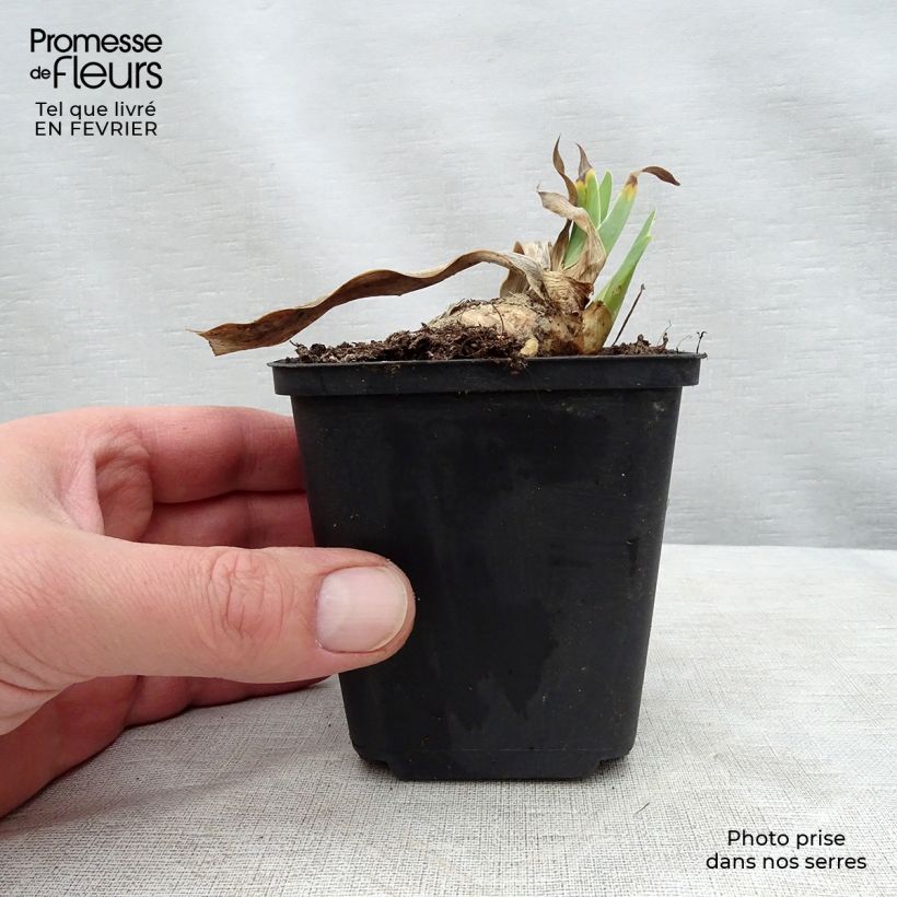 Iris germanica Shah Jehan - Giaggiolo paonazzo Vasetto da 8/9 cm esemplare consegnato in inverno