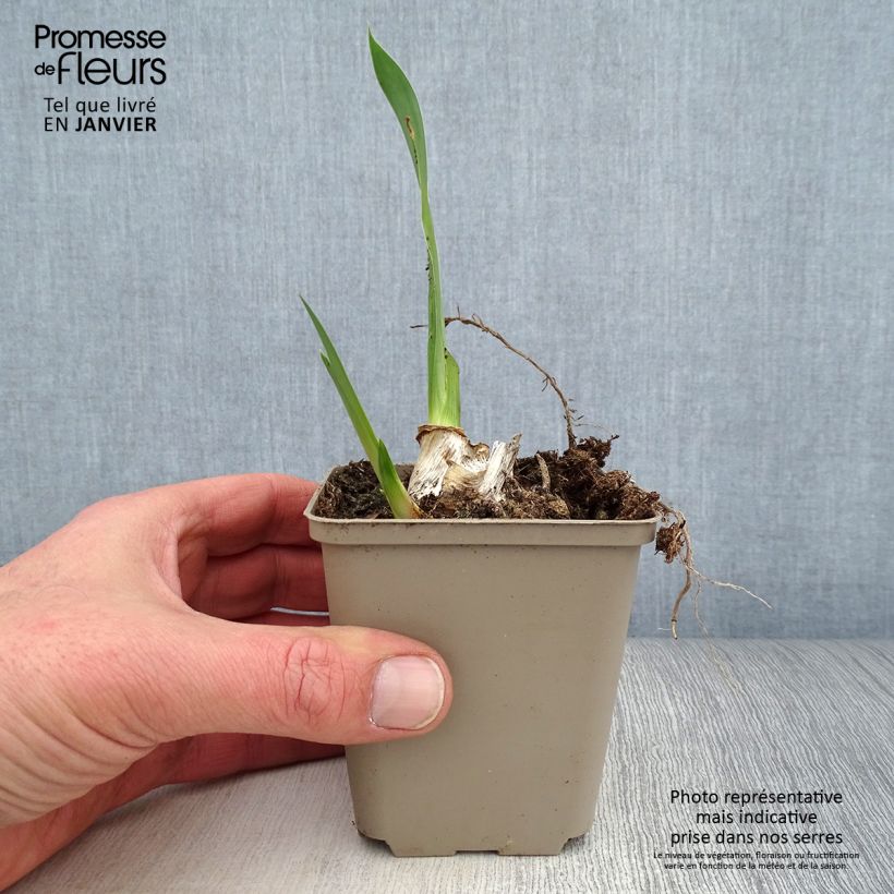 Iris germanica Siva Siva - Giaggiolo paonazzo Vasetto da 8/9 cm esemplare consegnato in inverno