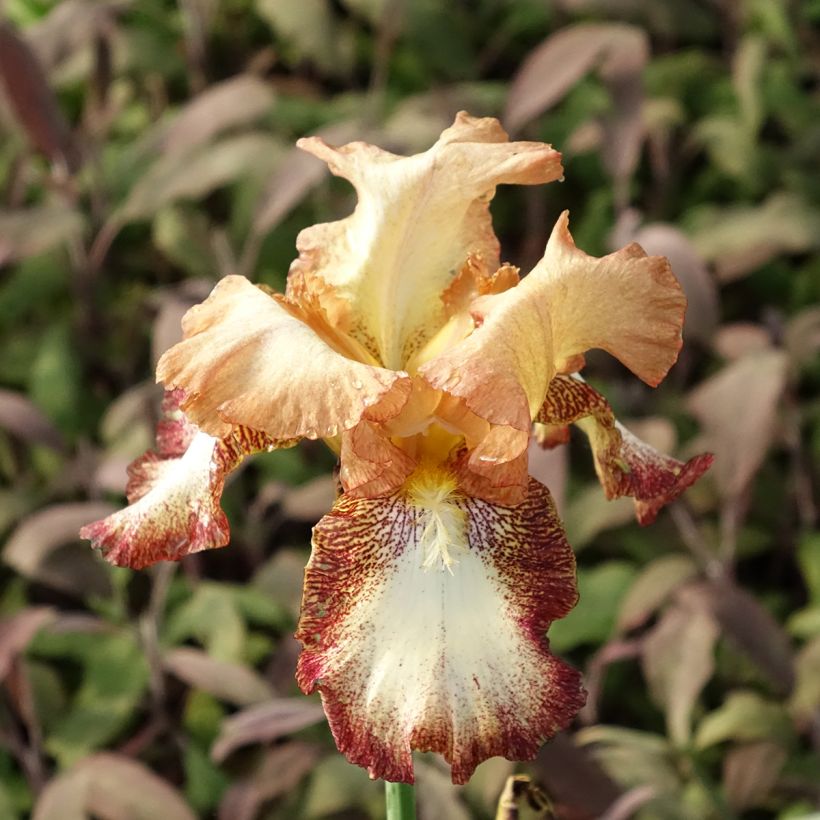 Iris germanica Siva Siva - Giaggiolo paonazzo (Fioritura)