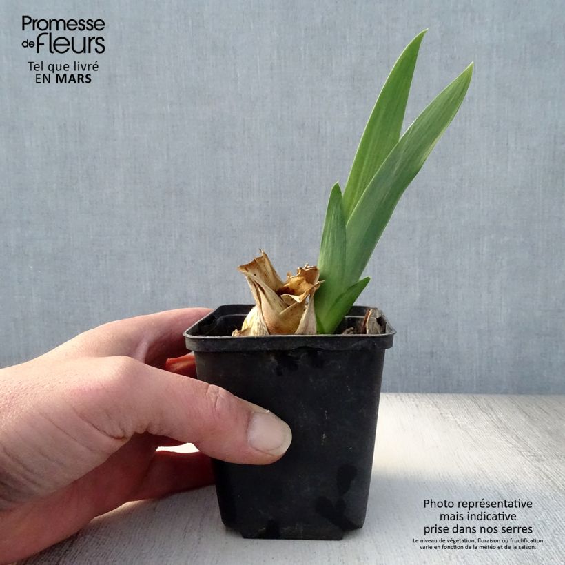 Iris germanica Skyfire - Giaggiolo paonazzo Vasetto da 8/9 cm esemplare consegnato in primavera