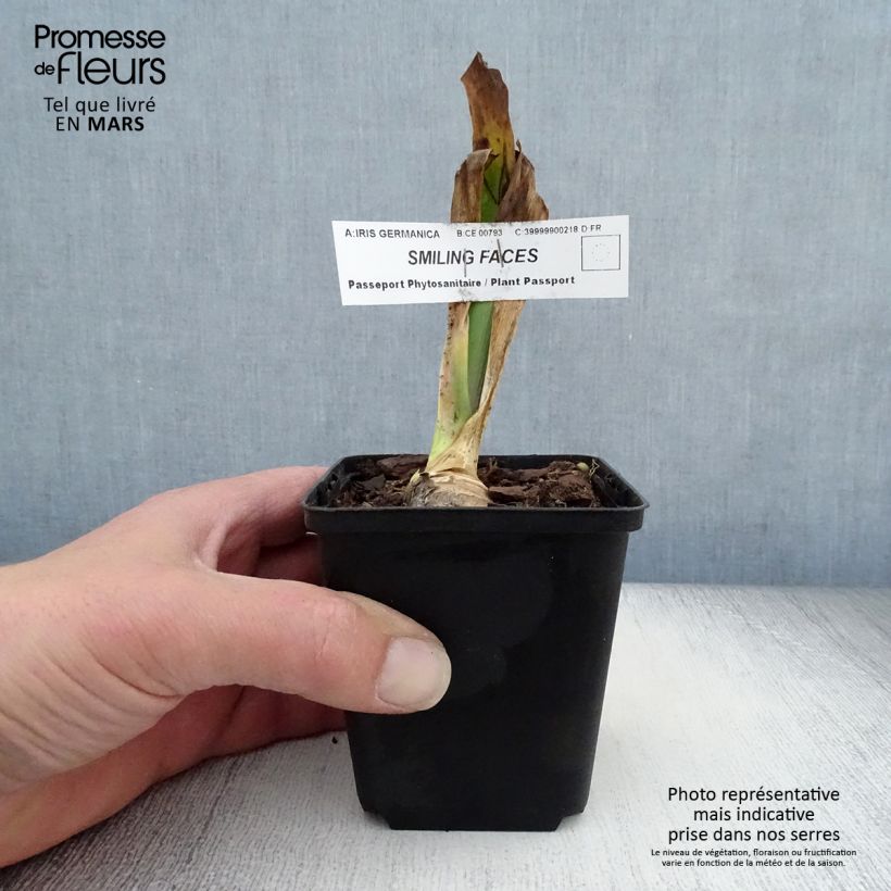 Iris germanica Smiling Faces - Giaggiolo paonazzo Vasetto da 8/9 cm esemplare consegnato in primavera