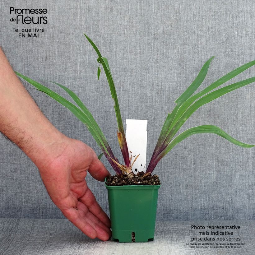 Iris germanica Stellata - Giaggiolo paonazzo Vasetto da 8/9 cm esemplare consegnato in primavera