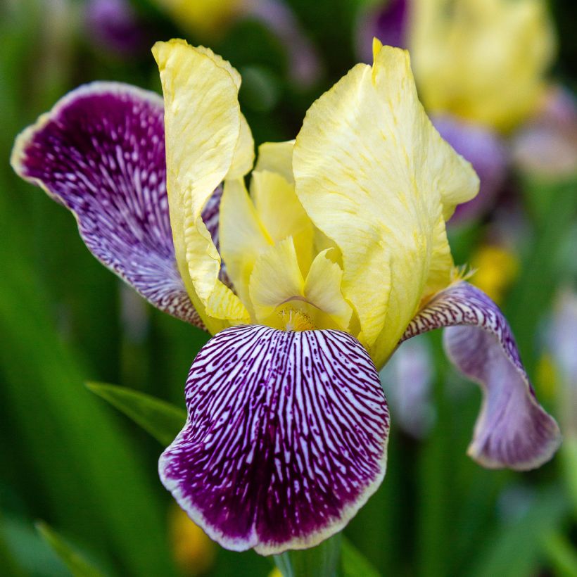 Iris germanica Stellata - Giaggiolo paonazzo (Fioritura)