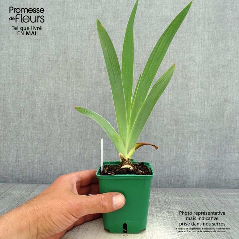 Iris germanica Sultan's Palace - Giaggiolo paonazzo Vasetto da 8/9 cm esemplare consegnato in primavera