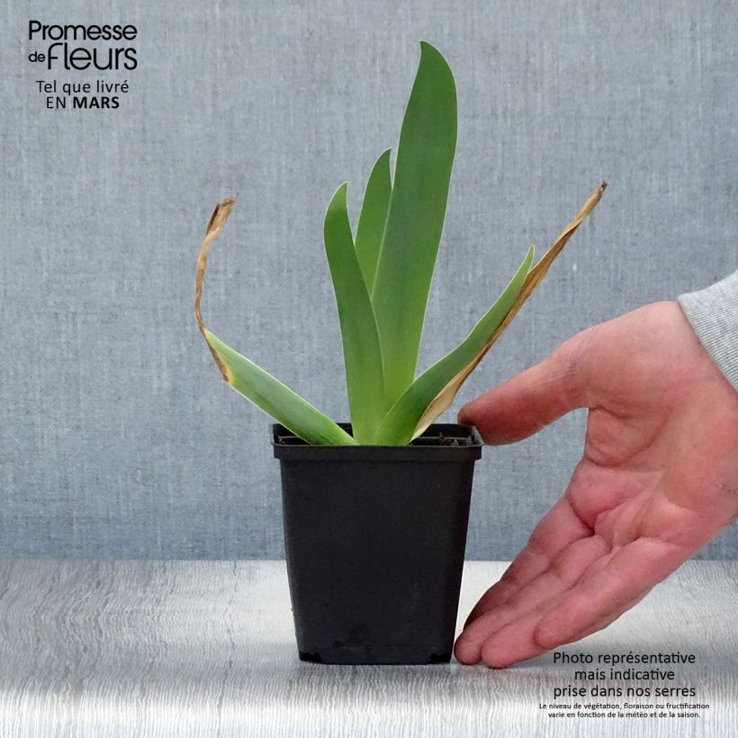 Iris germanica Sur la plage - Giaggiolo paonazzo Vasetto da 8/9 cm esemplare consegnato in primavera