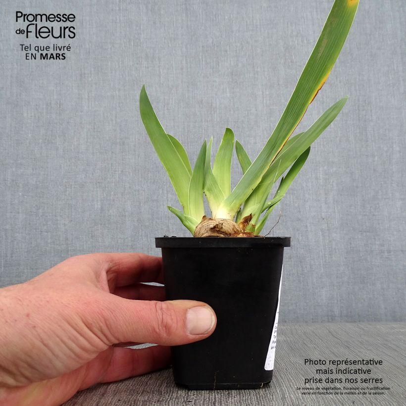 Iris germanica Sur la plage - Giaggiolo paonazzo Vasetto da 8/9 cm esemplare consegnato in inverno