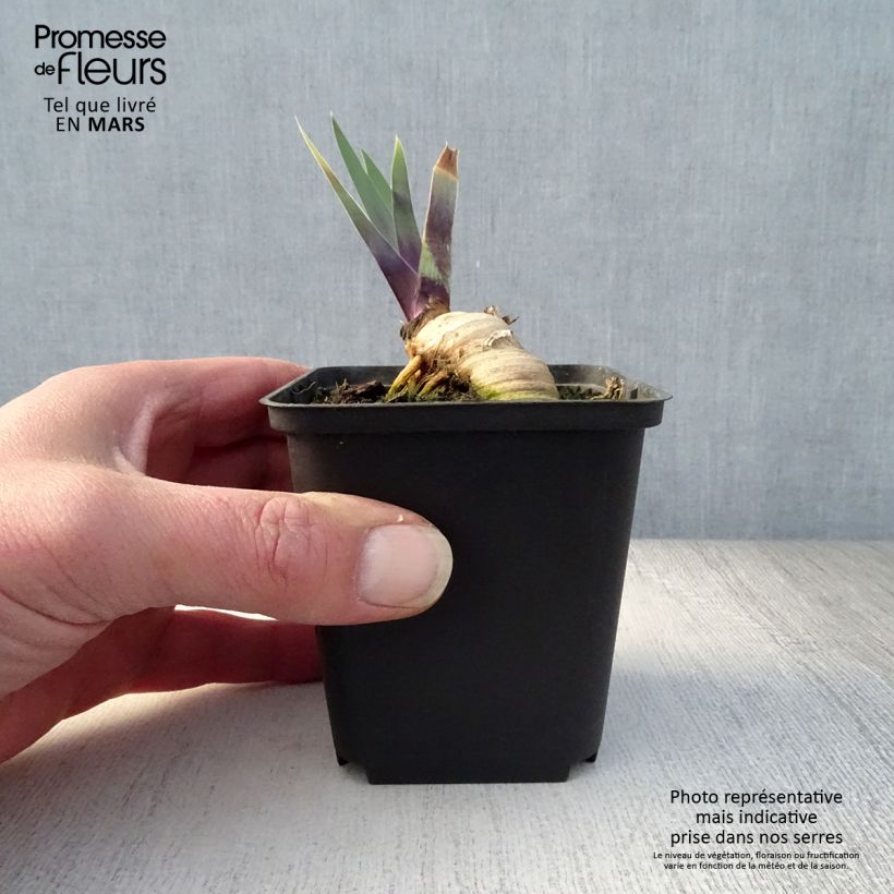 Iris germanica Thornbird - Giaggiolo paonazzo Vasetto da 8/9 cm esemplare consegnato in primavera