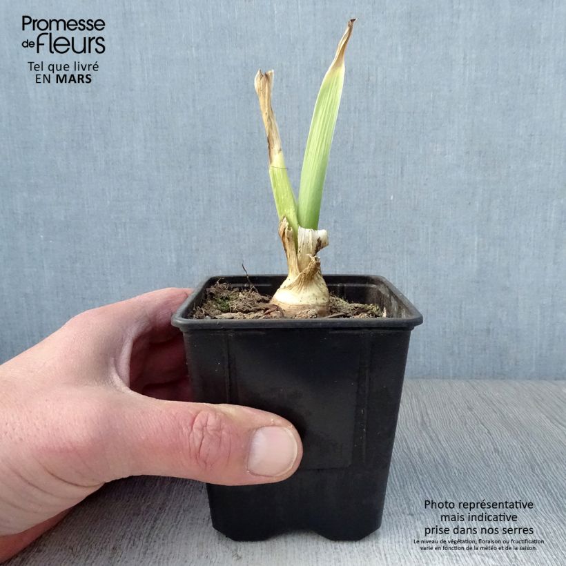 Iris germanica Tiger Honey - Giaggiolo paonazzo Vasetto da 8/9 cm esemplare consegnato in primavera