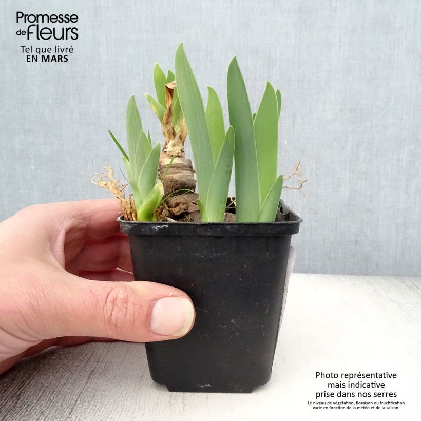 Iris germanica Urluberlu - Giaggiolo paonazzo Vasetto da 8/9 cm esemplare consegnato in primavera