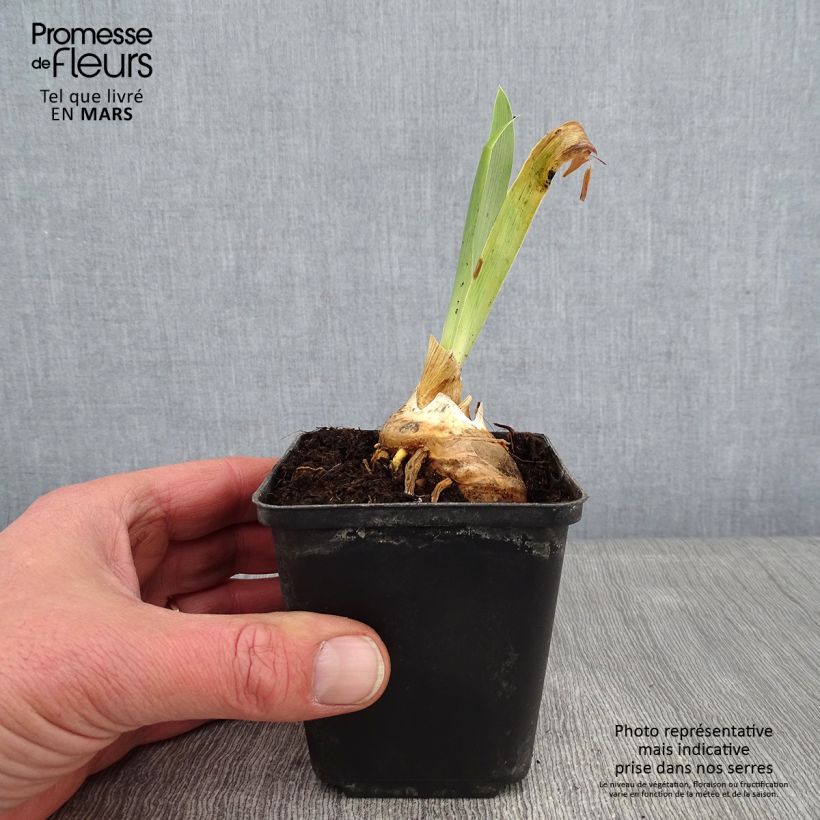 Iris germanica Virgule - Giaggiolo paonazzo Vasetto da 8/9 cm esemplare consegnato in inverno