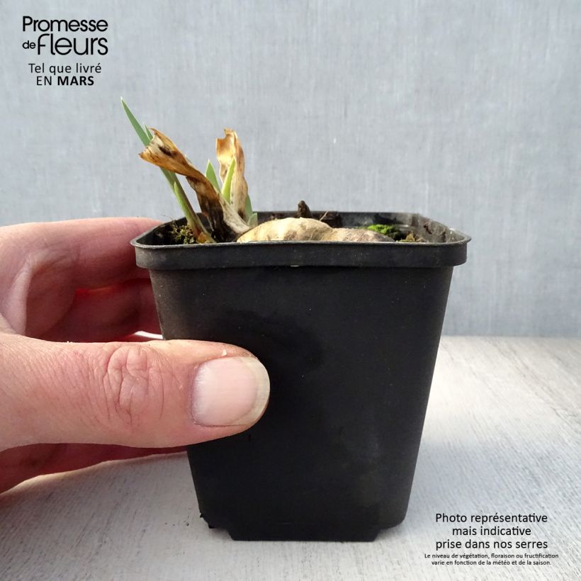 Iris germanica Wabash - Giaggiolo paonazzo Vasetto da 8/9 cm esemplare consegnato in primavera