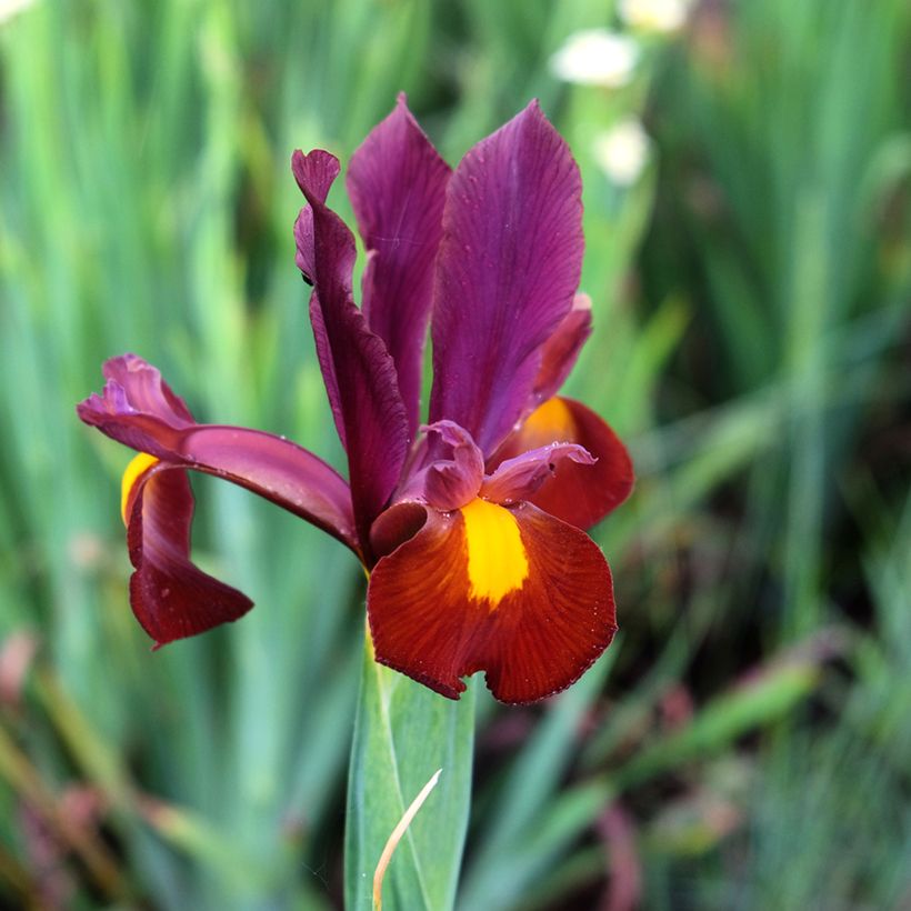 Iris hollandica Red Ember - Iris olandesi (Fioritura)