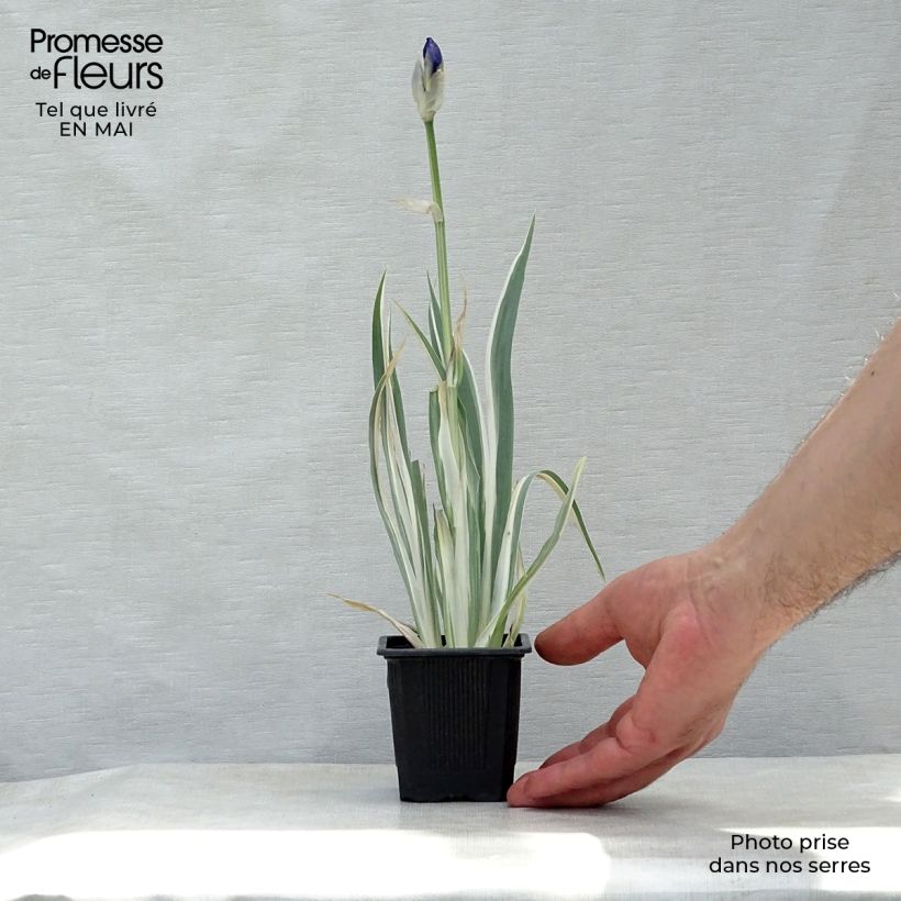 Iris pallida Variegata - Giaggiolo pallido Vasetto da 8/9 cm esemplare consegnato in primavera