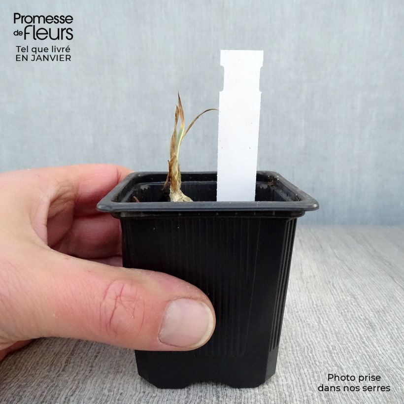 Iris pallida Variegata - Giaggiolo pallido Vasetto da 8/9 cm esemplare consegnato in inverno