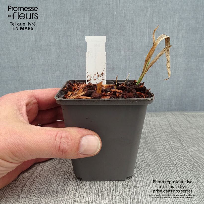 Iris pseudacorus Creme de la Creme - Giaggiolo acquatico Vasetto da 8/9 cm esemplare consegnato in inverno