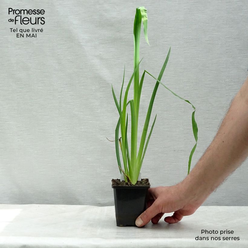 Giaggiolo acquatico - Iris pseudacorus Vasetto da 8/9 cm esemplare consegnato in primavera