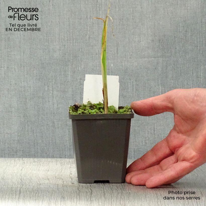 Giaggiolo acquatico - Iris pseudacorus Vasetto da 8/9 cm esemplare consegnato in inverno