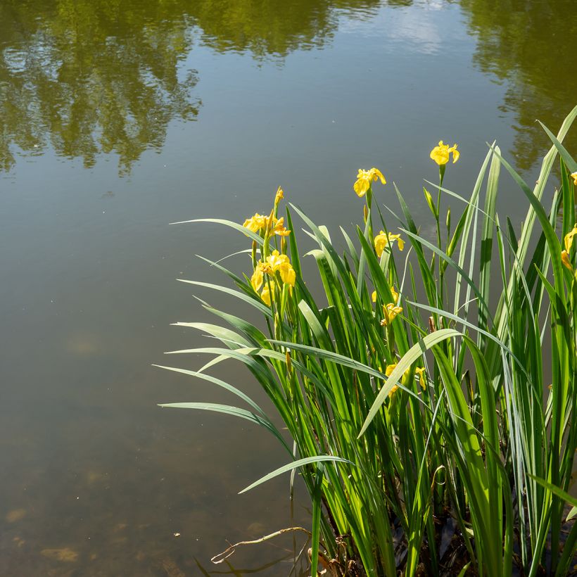 Iris pseudacorus - Giaggiolo acquatico (Porto)