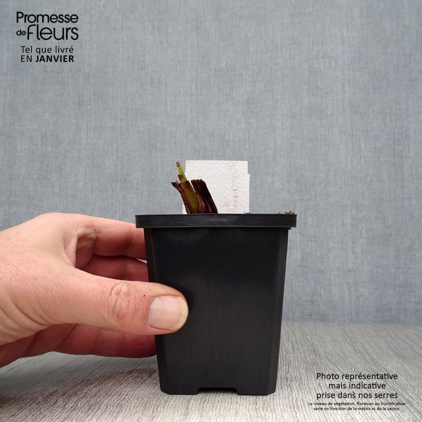 Iris pseudacorus Plena - Giaggiolo acquatico Vasetto da 8/9 cm esemplare consegnato in inverno