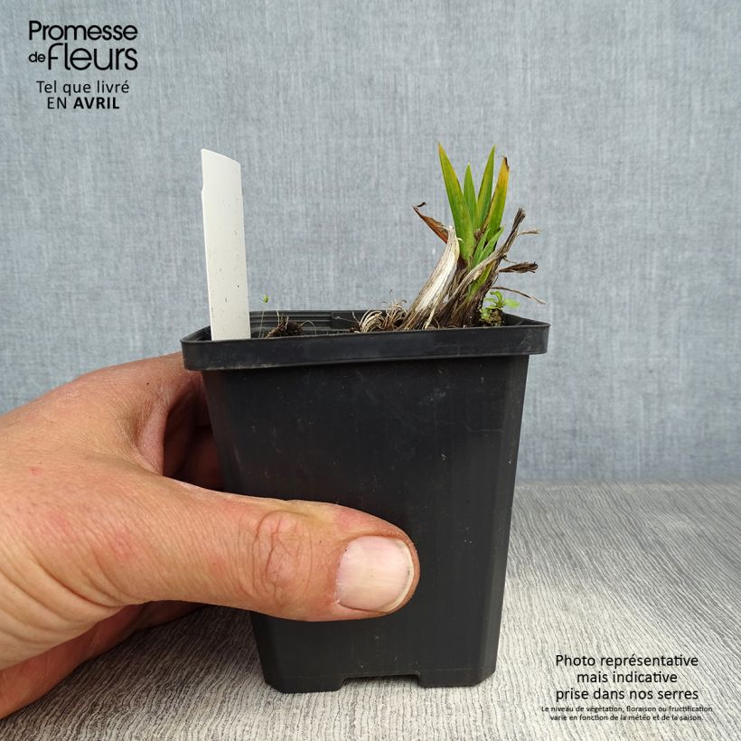 Iris pseudacorus Plena - Giaggiolo acquatico Vasetto da 8/9 cm esemplare consegnato in primavera