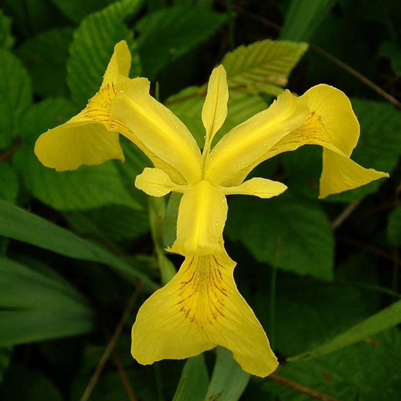 Iris pseudacorus - Giaggiolo acquatico (Fioritura)