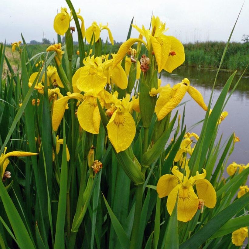 Iris pseudacorus - Giaggiolo acquatico (Fogliame)