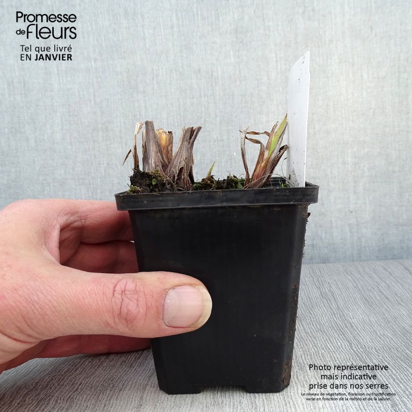 Iris pseudacorus var. bastardii - Giaggiolo acquatico Vasetto da 8/9 cm esemplare consegnato in inverno