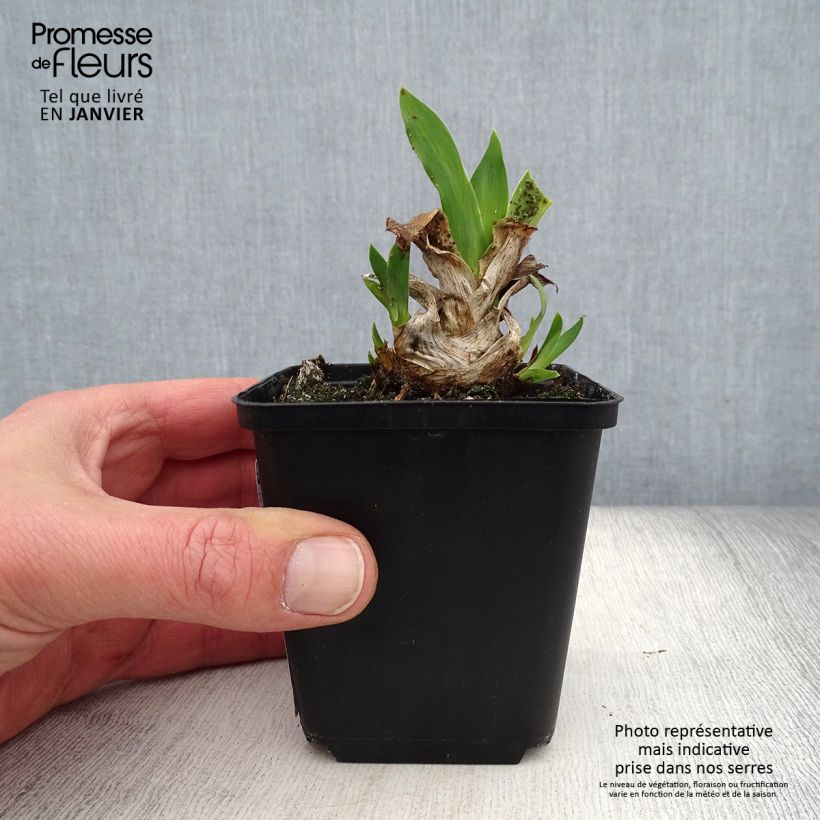 Iris pumila Azurea - Giaggiolo Vasetto da 8/9 cm esemplare consegnato in inverno