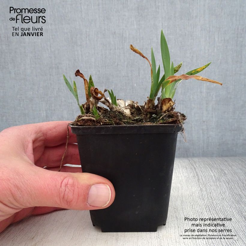 Iris pumila Brannigan - Giaggiolo Vasetto da 8/9 cm esemplare consegnato in inverno