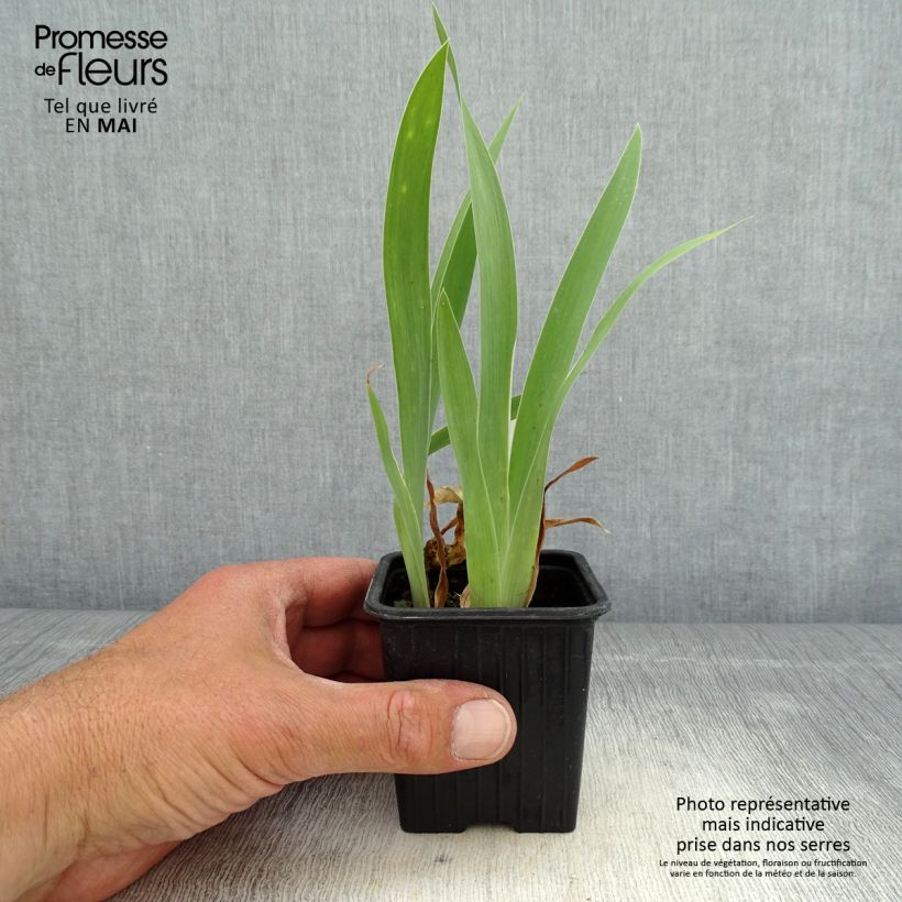 Iris pumila Crispy - Giaggiolo Vasetto da 8/9 cm esemplare consegnato in primavera