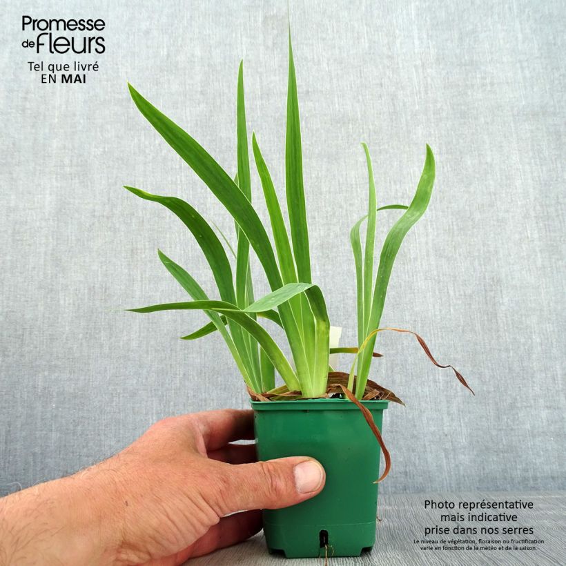 Iris pumila Yellow - Giaggiolo Vasetto da 8/9 cm esemplare consegnato in primavera