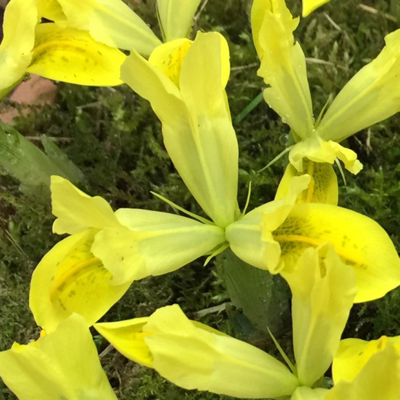 Iris reticulata Sunshine - Giaggiolo (Fioritura)