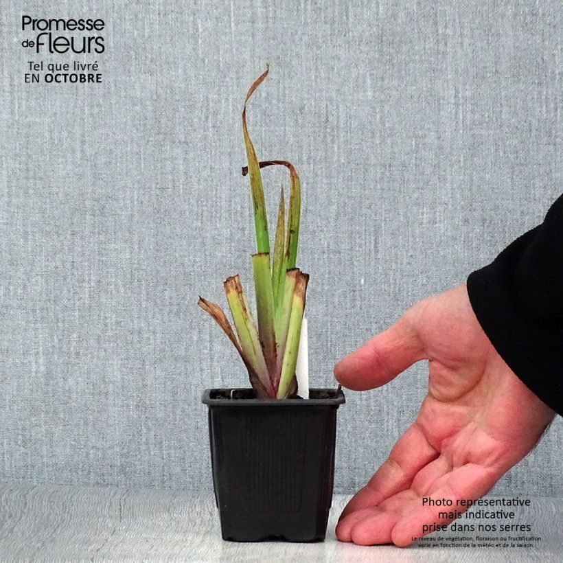 Esemplare di Iris robusta Dark Aura - Giaggiolo Vasetto da 8/9 cm come consegnato in autunno