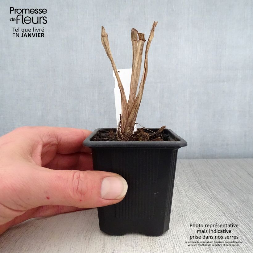 Iris robusta Dark Aura - Giaggiolo Vasetto da 8/9 cm esemplare consegnato in inverno