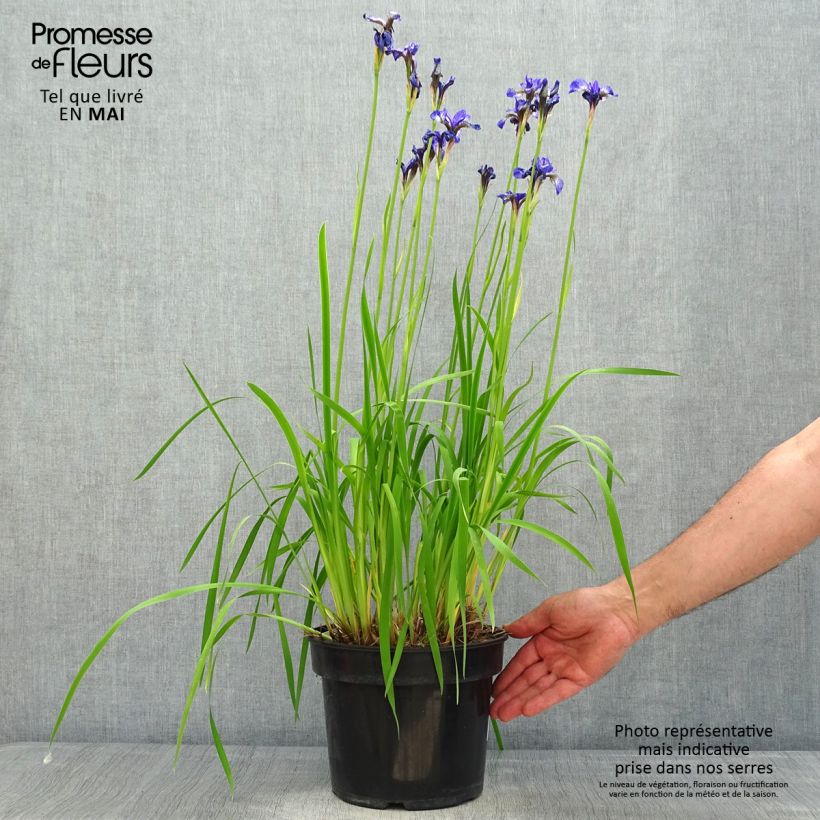 Iris sibirica Fran's gold - Giaggiolo siberiano Vaso da 2L/3L esemplare consegnato in primavera