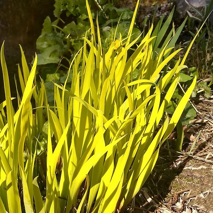 Iris sibirica Fran's gold - Giaggiolo siberiano (Fogliame)