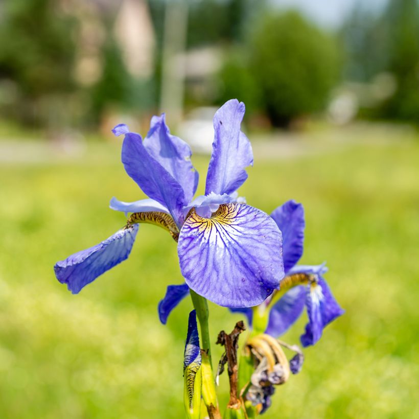 Iris sibirica Fran's gold - Giaggiolo siberiano (Fioritura)