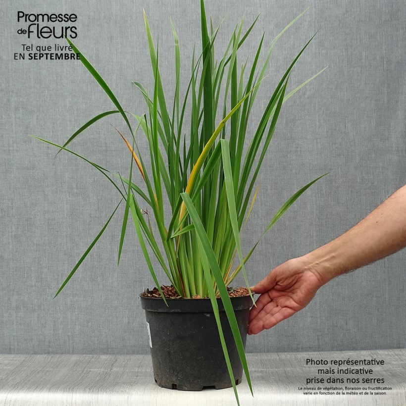 Esemplare di Iris sibirica Fran's gold - Giaggiolo siberiano Vaso da 2L/3L come consegnato in autunno