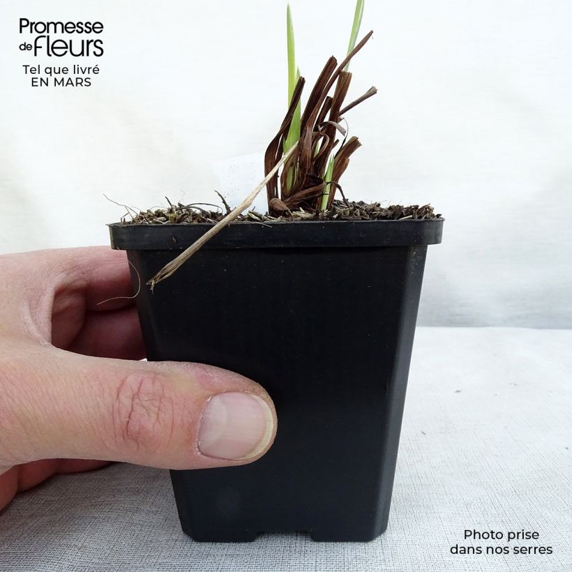 Iris sibirica Perry's Blue - Giaggiolo siberiano Vasetto da 8/9 cm esemplare consegnato in inverno